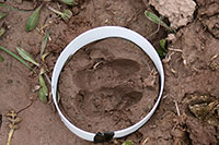 Huella con el molde de contención