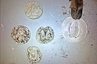 Diversos moldes de huellas