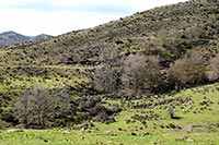 Paciendo de buena mañana