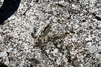 Huella de dinosaurio en la roca