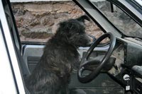 Un can al volante del vehículo