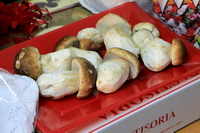 Bandeja con boletus para subastar