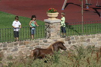 Niños mirando a un poni