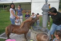 Poni bebiendo agua del chorro de la fuente