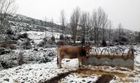 Imagen de Jalón 10, nevado